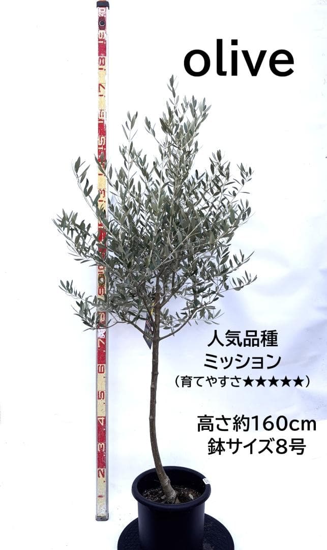 オリーブの木　ミッション　8号　約160cm　K-267　人気品種　現品掲載