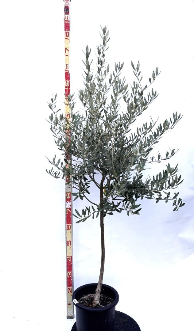 オリーブの木　ミッション　8号　約160cm　K-267　人気品種　現品掲載
