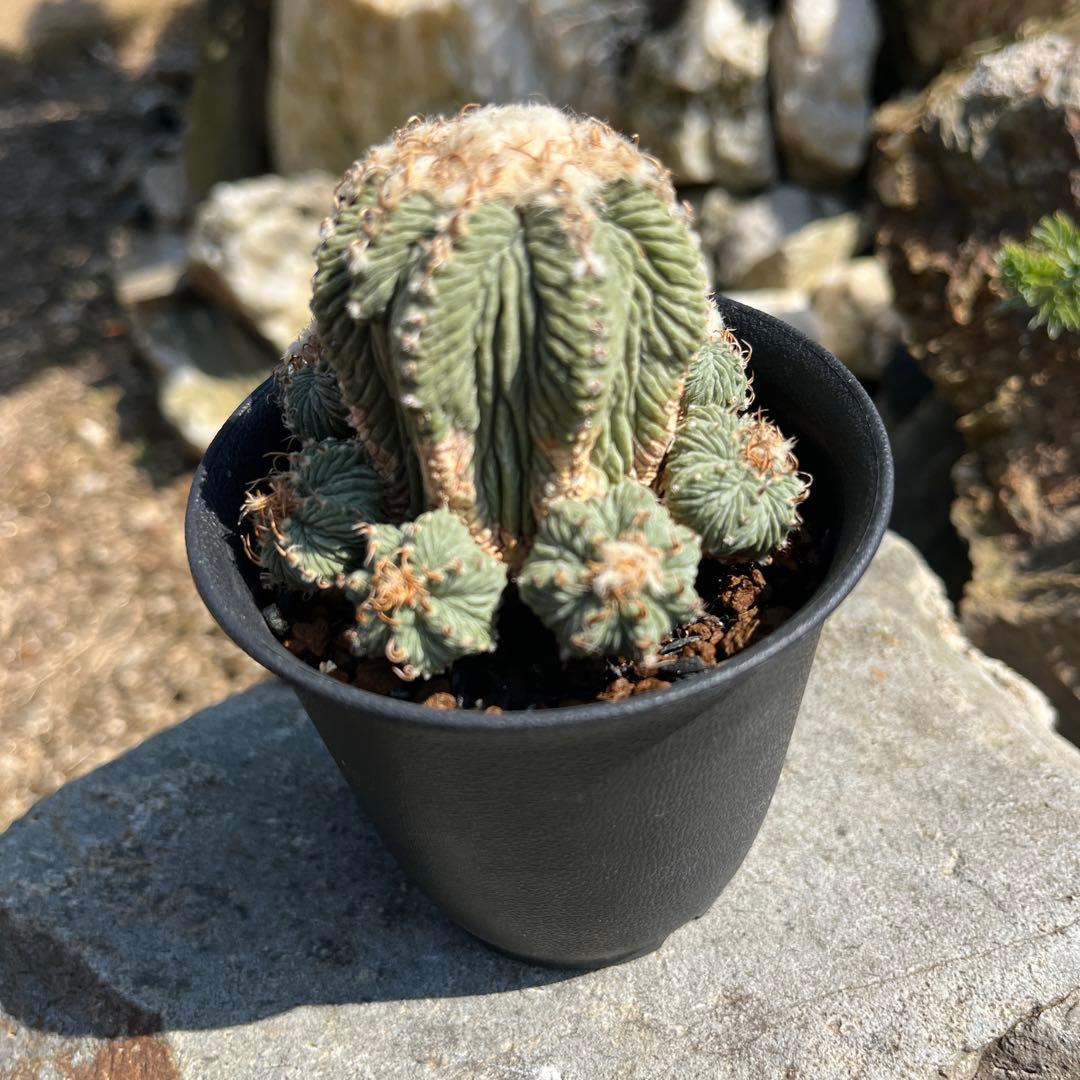 アズテキウム 【花籠】 サボテン