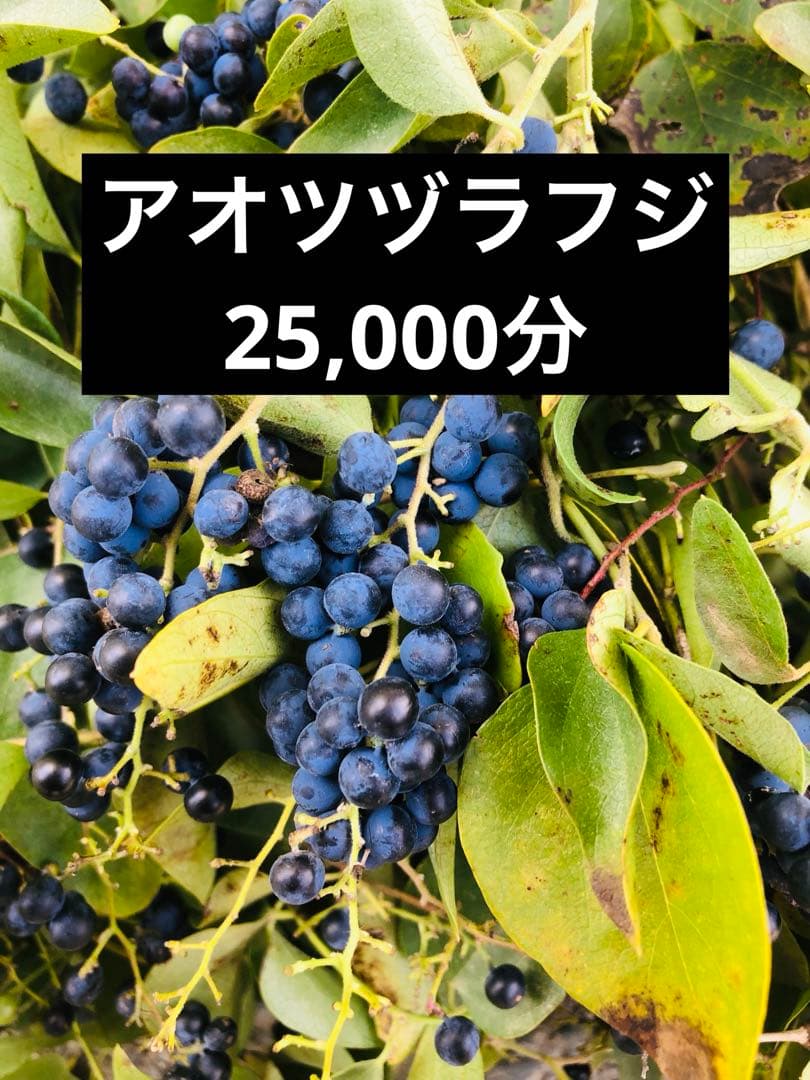 アオツヅラフジ