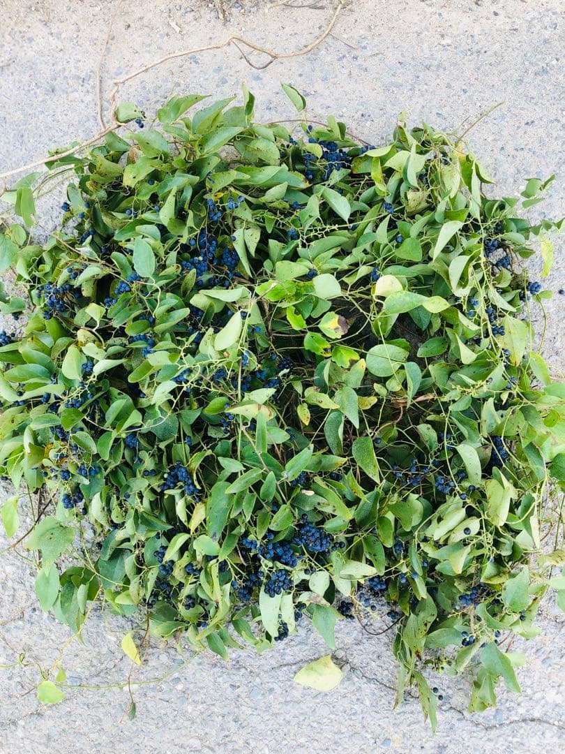 アオツヅラフジ