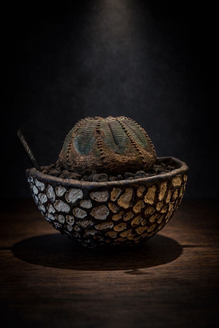 オールドオベサ【発根済】【ramat鉢】