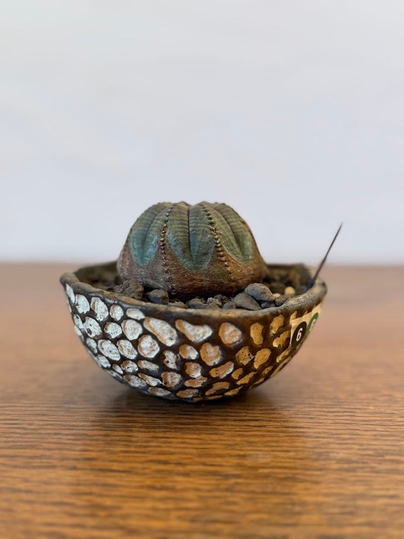 オールドオベサ【発根済】【ramat鉢】