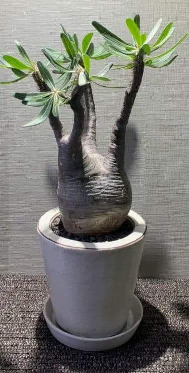 パキポディウム グラキリス