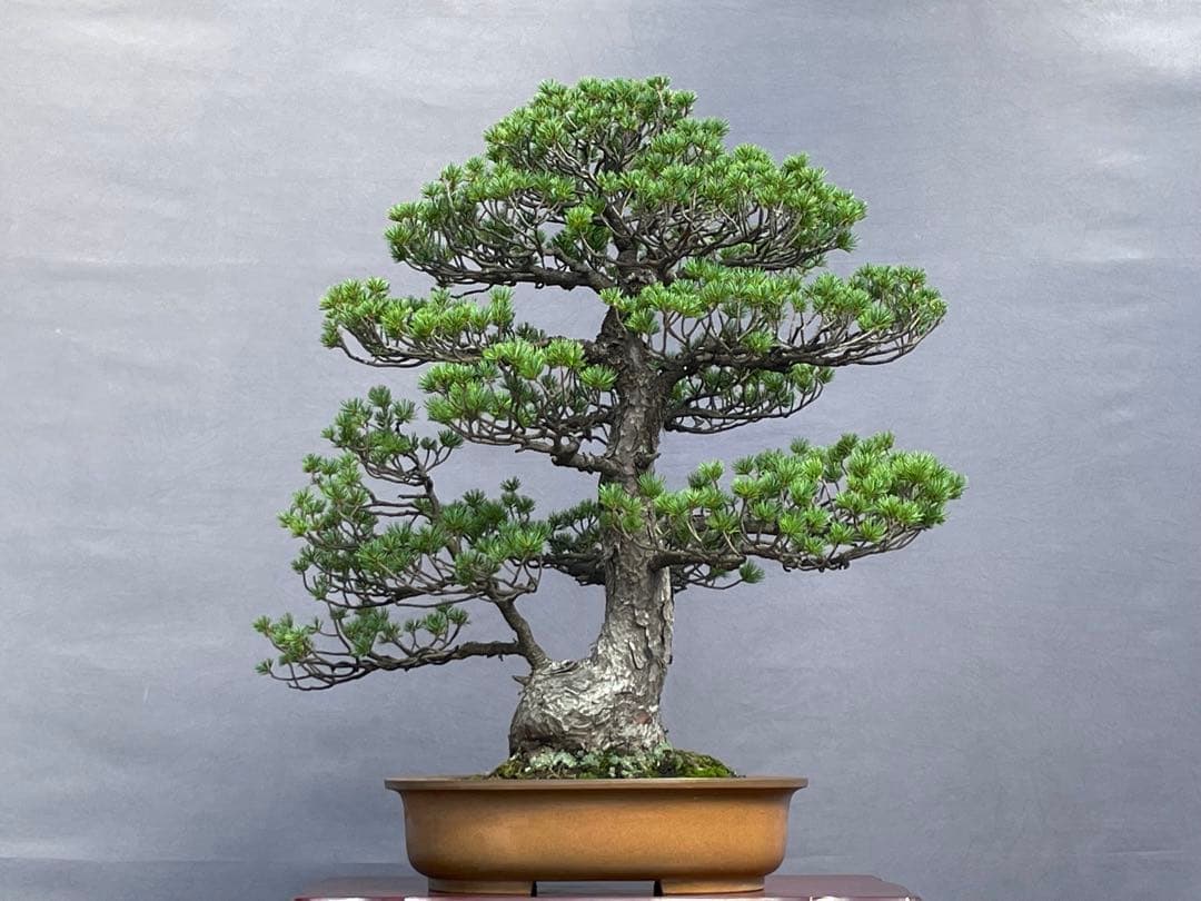 三河盆栽　五葉松　瑞祥　盆栽