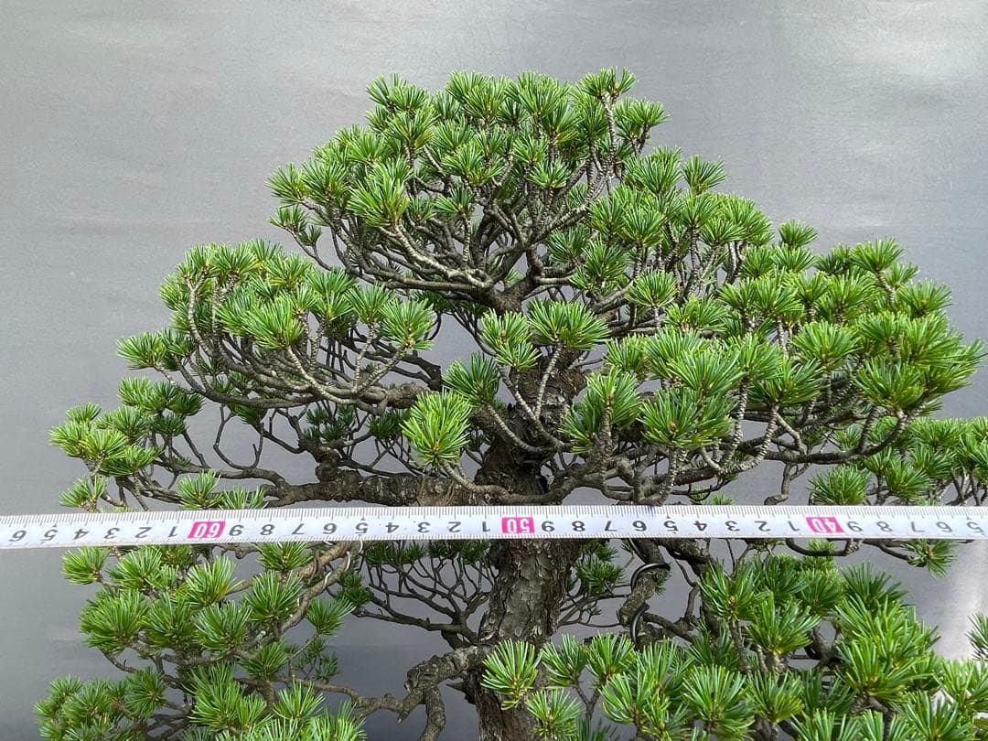 三河盆栽　五葉松　瑞祥　盆栽