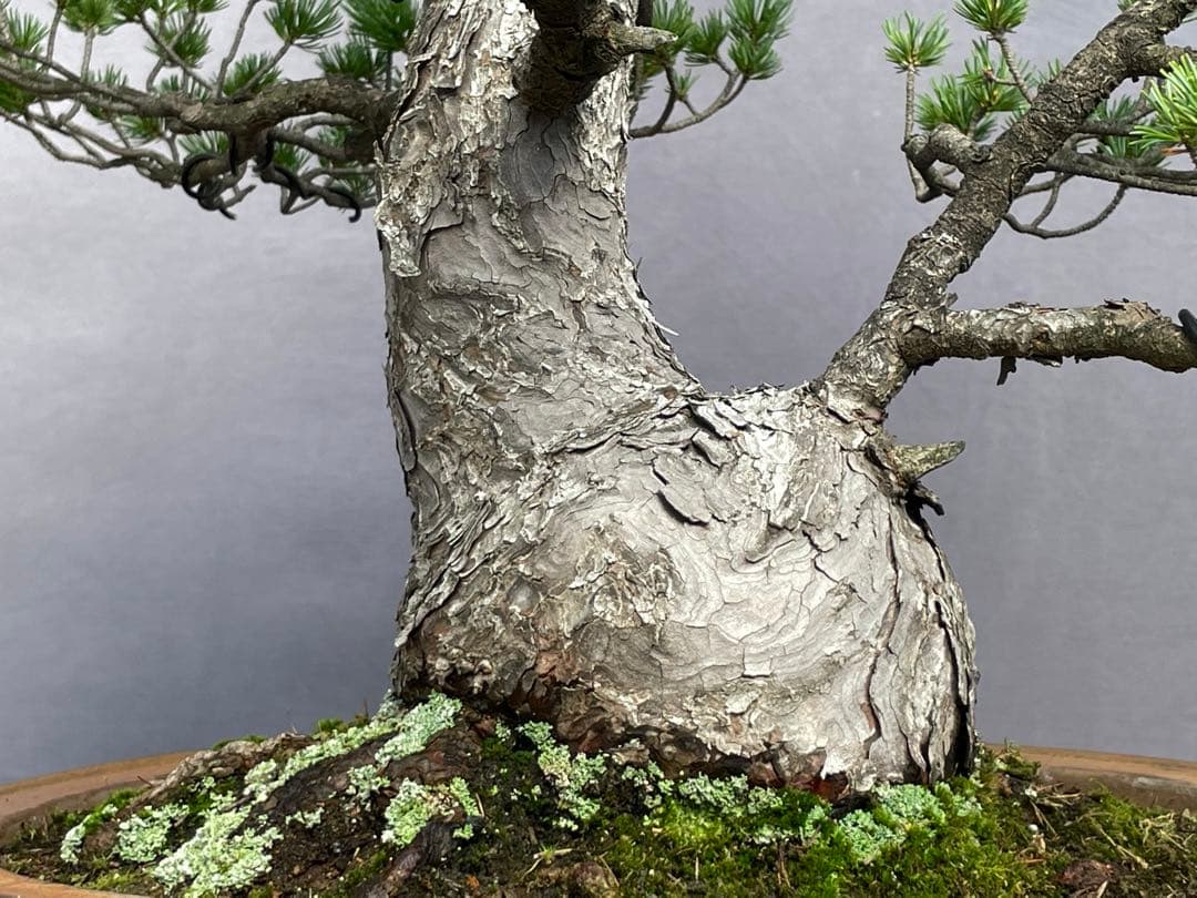 三河盆栽　五葉松　瑞祥　盆栽