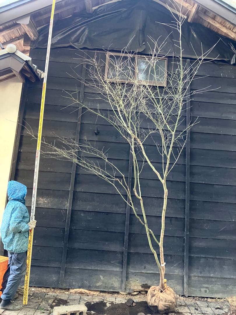 20 山採り　イロハモミジ