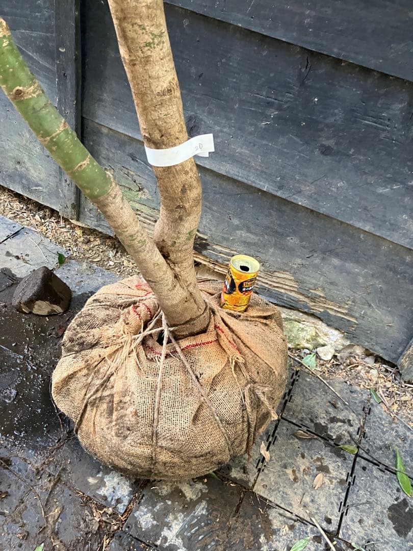 20 山採り　イロハモミジ