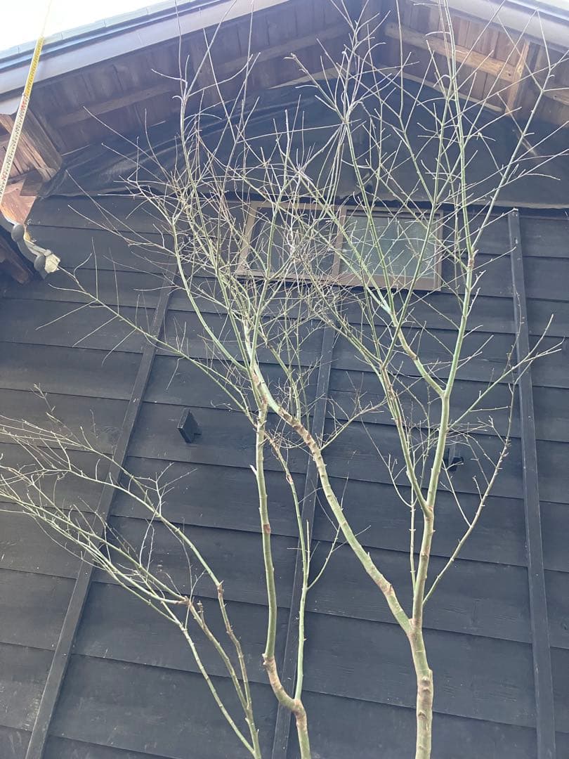 20 山採り　イロハモミジ