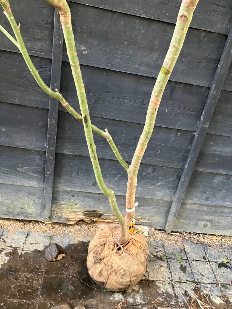 20 山採り　イロハモミジ