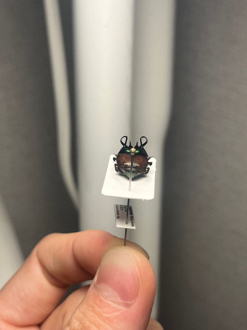 【14mm♂】緑シカツノエンマコガネ フンチュウ糞虫昆虫標本