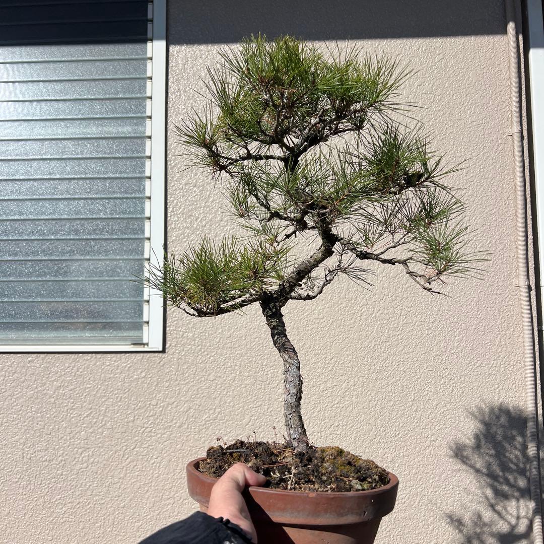 赤松　盆栽　手入れ簡単‼️
