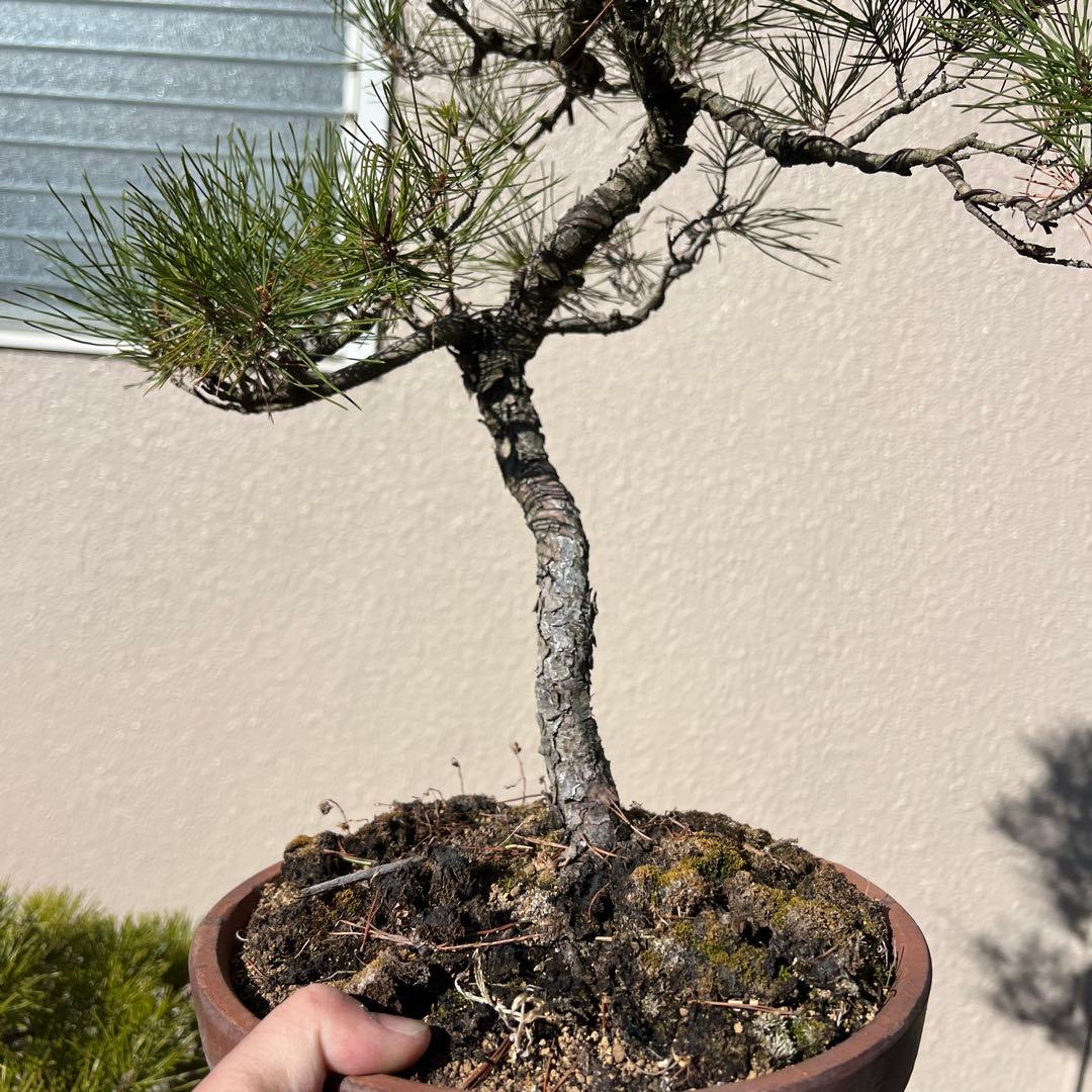 赤松　盆栽　手入れ簡単‼️