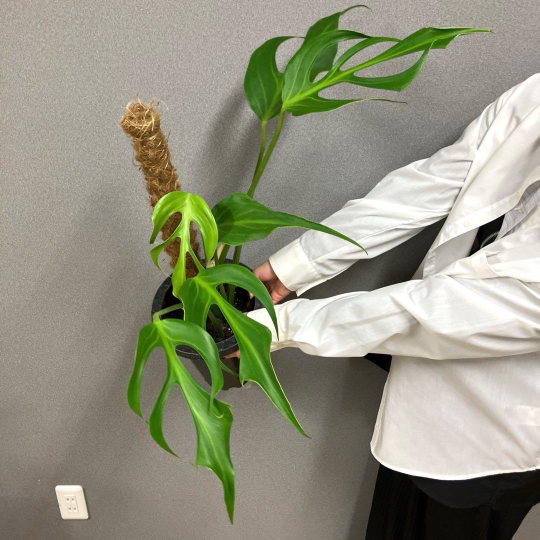 超絶希少❗️超美株❗️モンステラ　バールマルクスフレーム✨