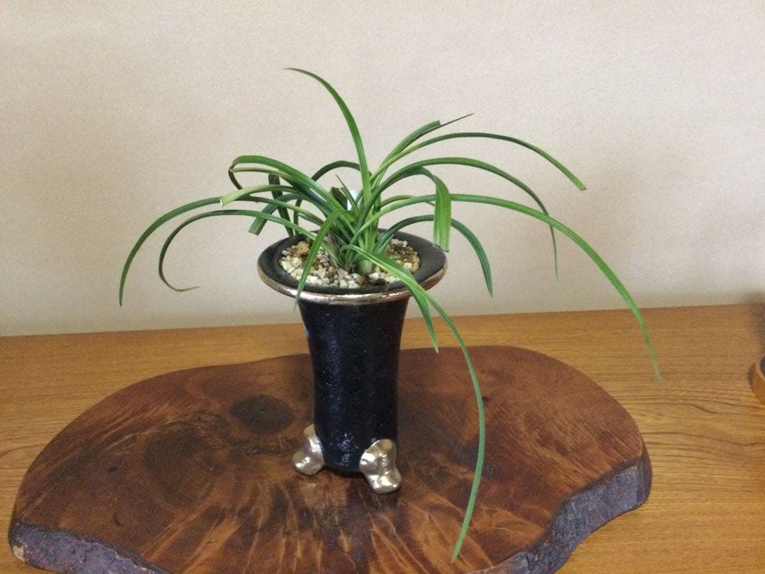 【日本春蘭】紅貴(赤花)