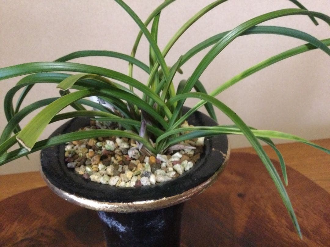 【日本春蘭】紅貴(赤花)