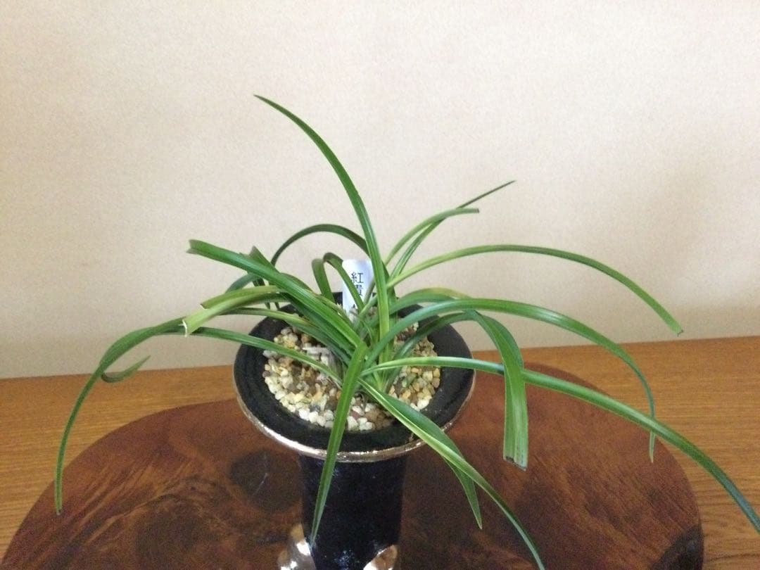 【日本春蘭】紅貴(赤花)