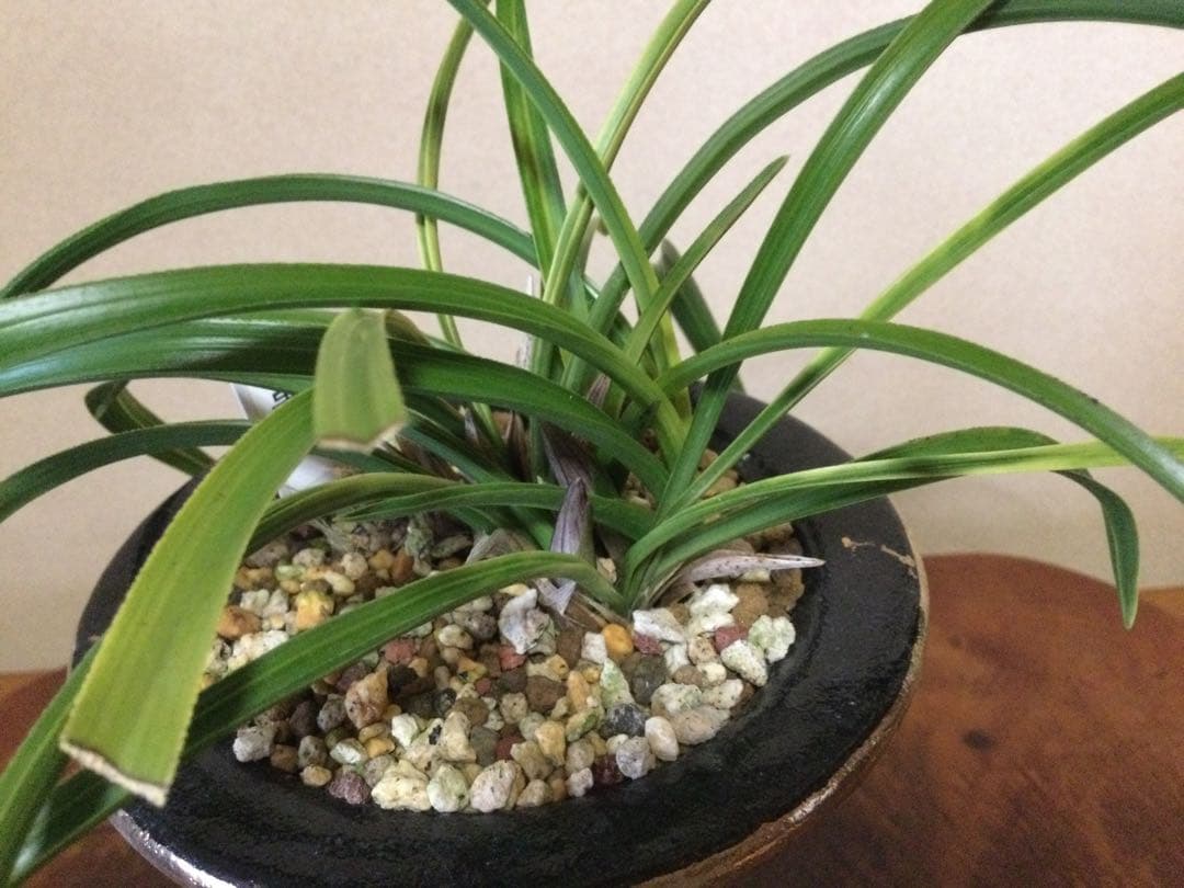 【日本春蘭】紅貴(赤花)