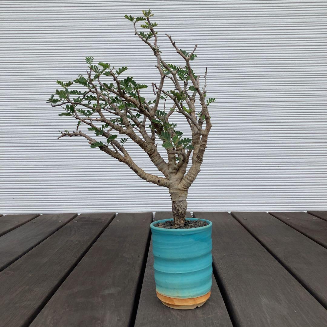 センナメリディオナリス　現地球