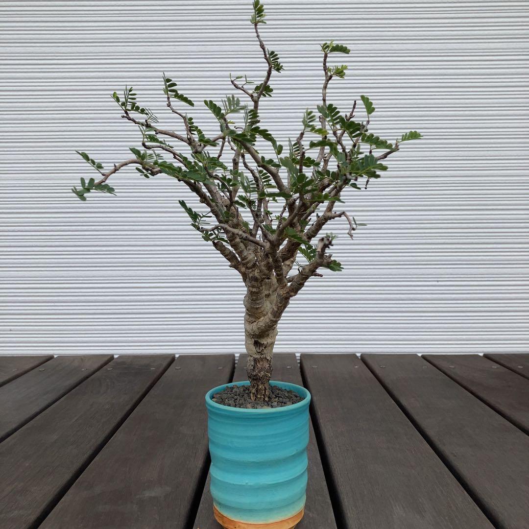 センナメリディオナリス　現地球