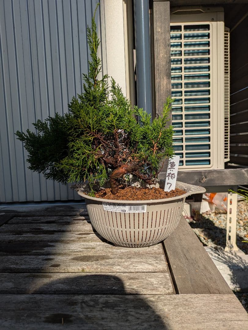 盆栽素材　真柏7 成長中♥