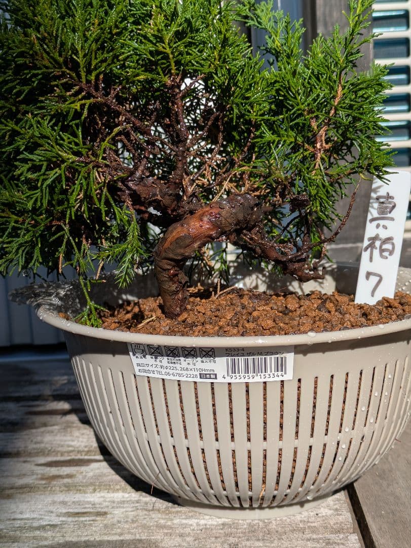 盆栽素材　真柏7 成長中♥