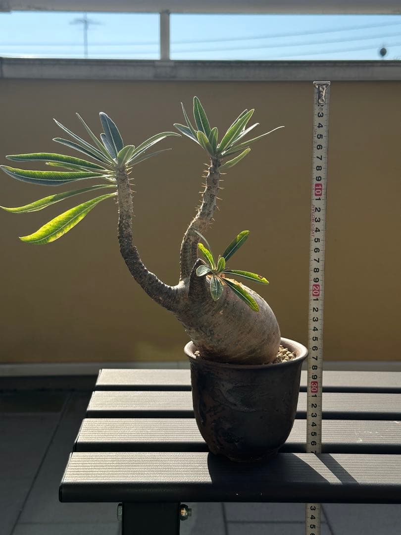 発根済みグラキリス　現地球　発根後3年目株　LED屋内管理