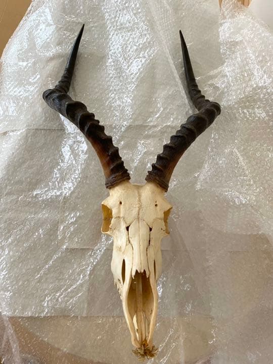 インパラ頭骨、本物、壁かけ、美品 希少品