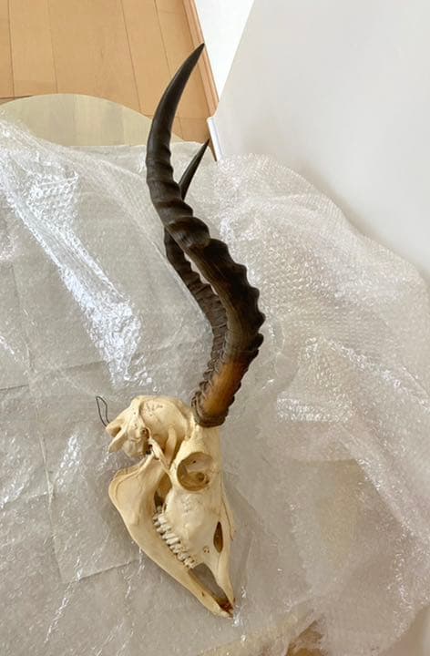 インパラ頭骨、本物、壁かけ、美品 希少品