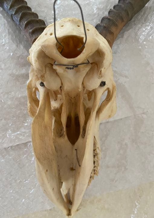 インパラ頭骨、本物、壁かけ、美品 希少品