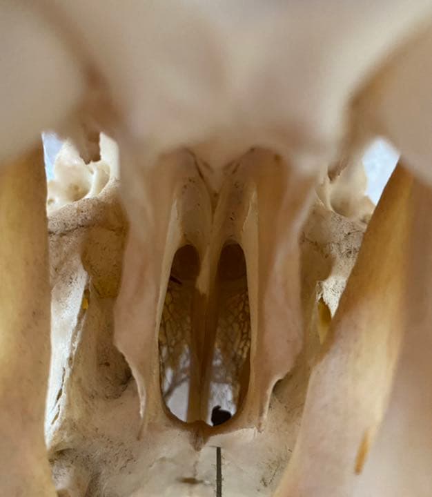 インパラ頭骨、本物、壁かけ、美品 希少品