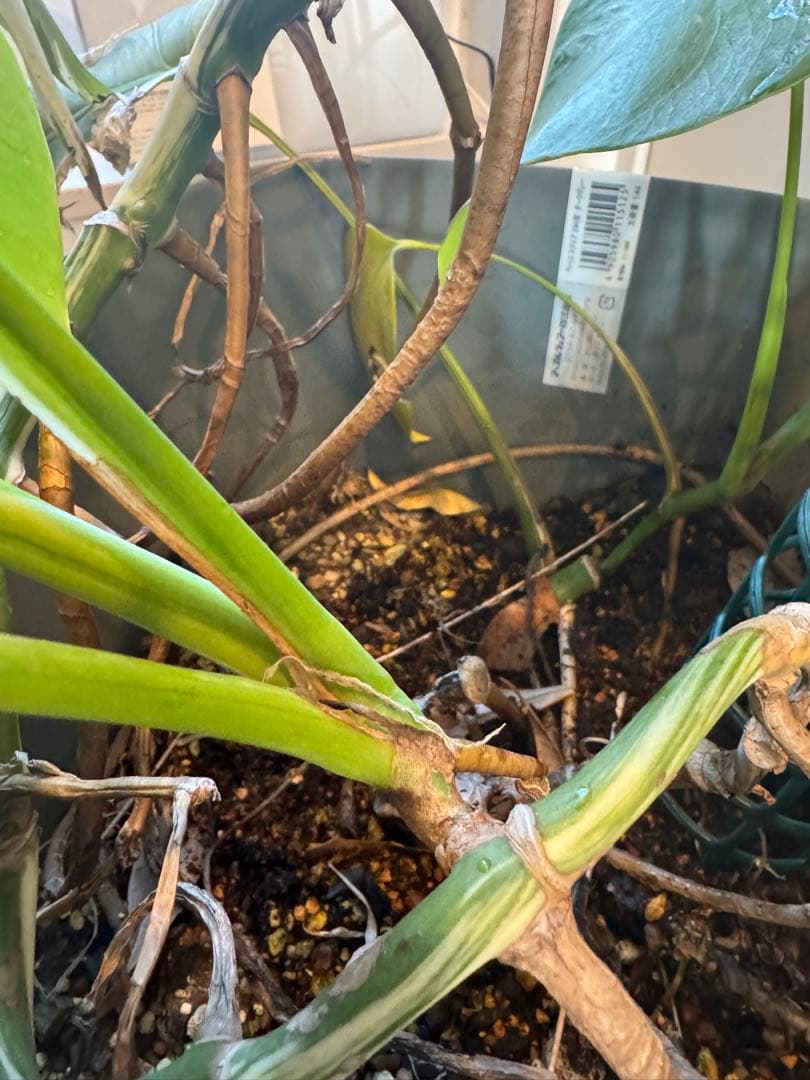 斑入り　モンステラ