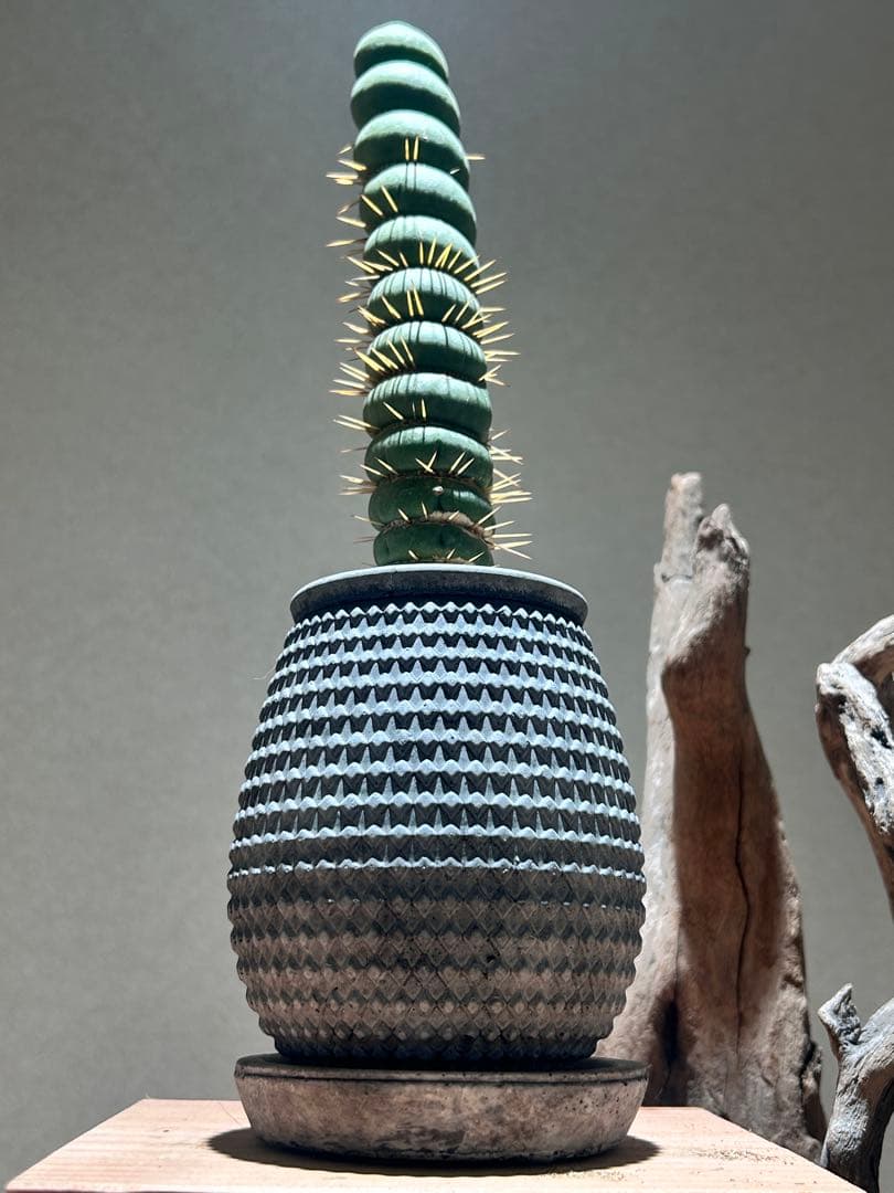 ユーキリニア　カスタネア　スピラリス　鉢付　良型