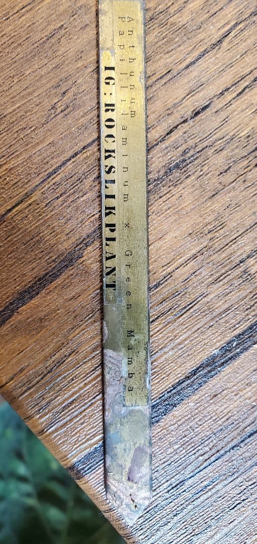 超希少（斑入り）アンスリウムの交配株です。