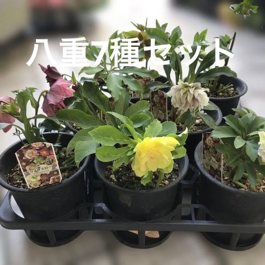 新春大特価 クリスマスローズ 八重 7種セット 豊園芸 花付き現品発送レア品種