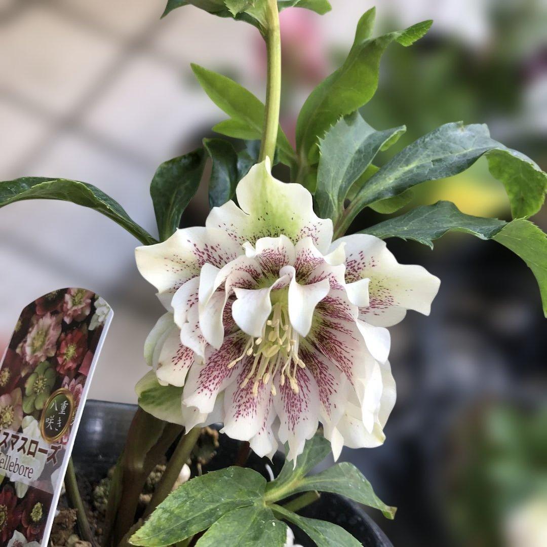 クリスマスローズ 八重 7種セット 豊園芸 花付き現品発送レア品種 お買い得❣️