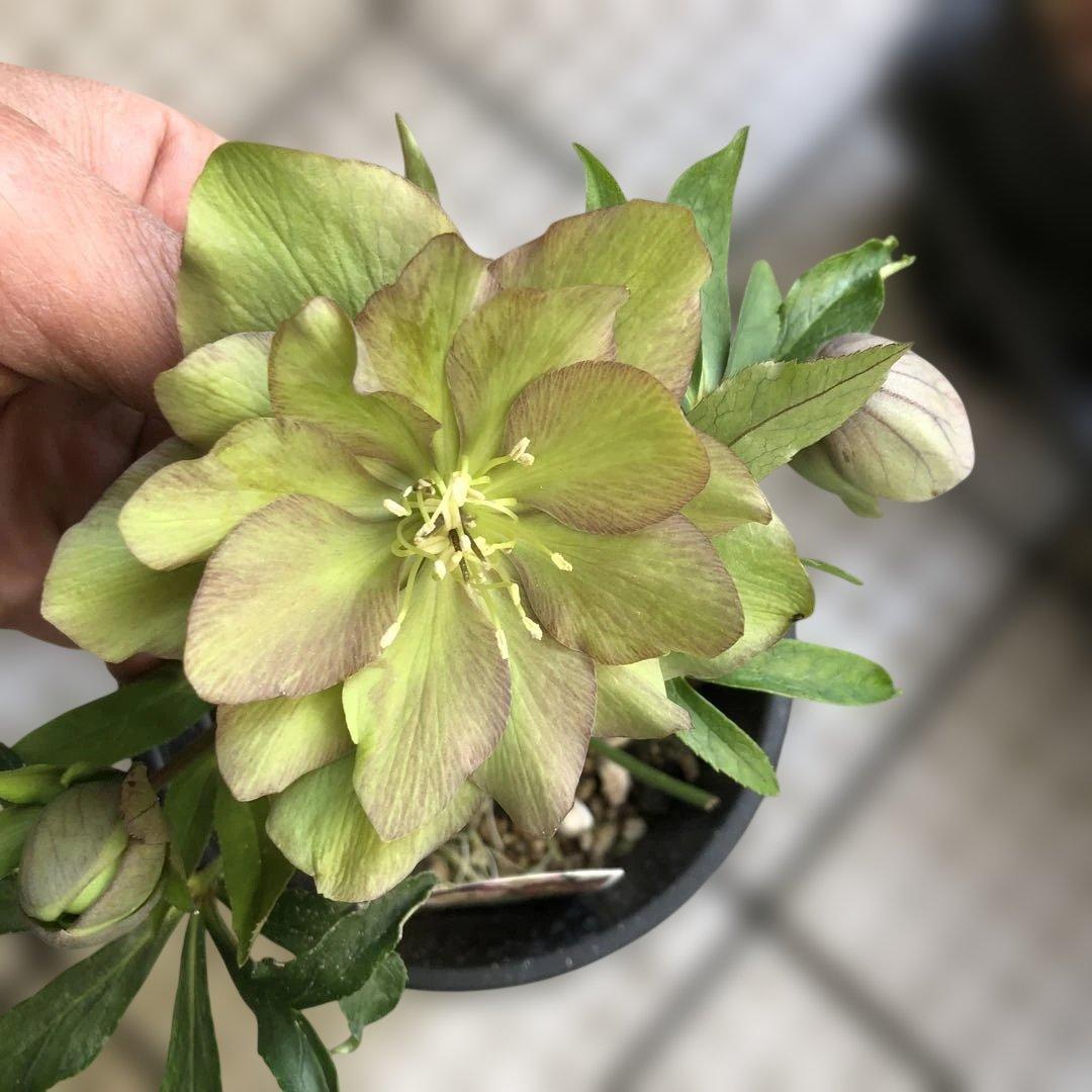 クリスマスローズ 八重 7種セット 豊園芸 花付き現品発送レア品種 お買い得❣️