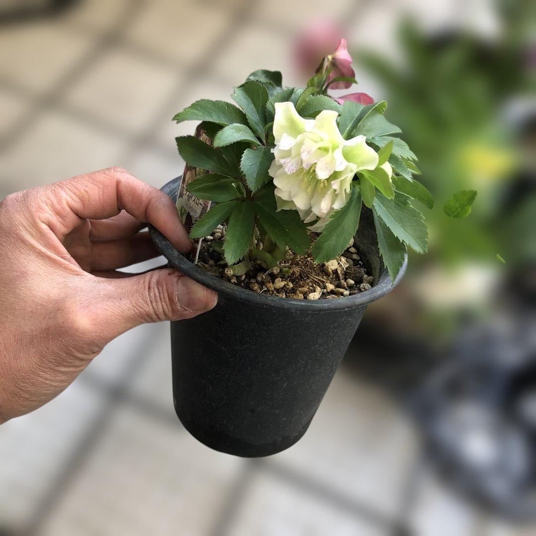 クリスマスローズ 八重 7種セット 豊園芸 花付き現品発送レア品種 お買い得❣️