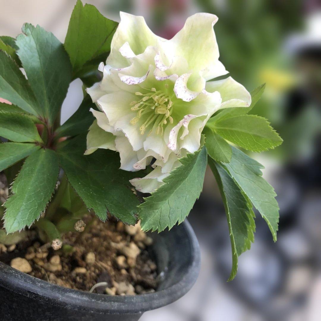 クリスマスローズ 八重 7種セット 豊園芸 花付き現品発送レア品種 お買い得❣️