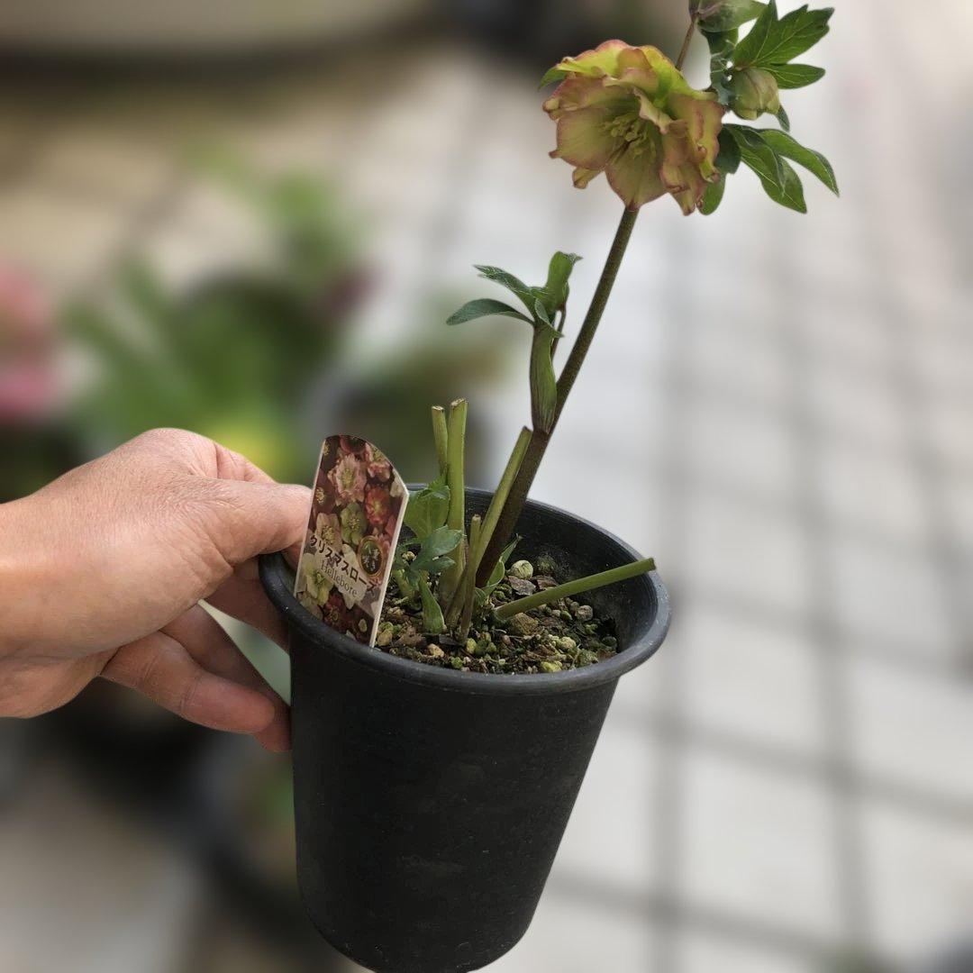 クリスマスローズ 八重 7種セット 豊園芸 花付き現品発送レア品種 お買い得❣️