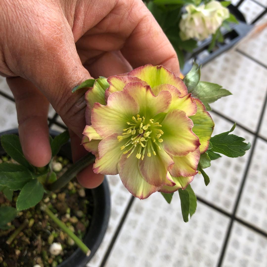 クリスマスローズ 八重 7種セット 豊園芸 花付き現品発送レア品種 お買い得❣️