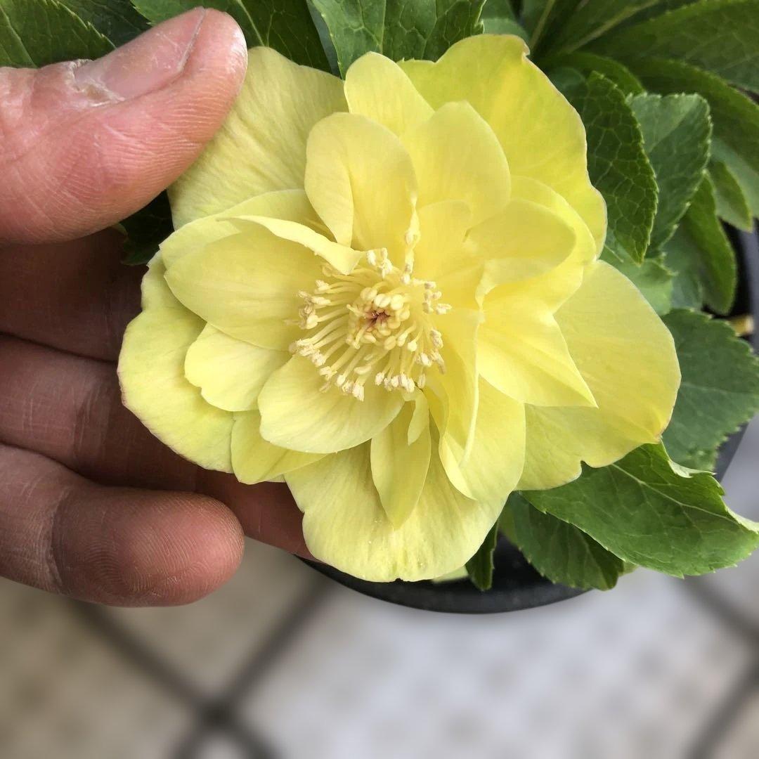 クリスマスローズ 八重 7種セット 豊園芸 花付き現品発送レア品種 お買い得❣️