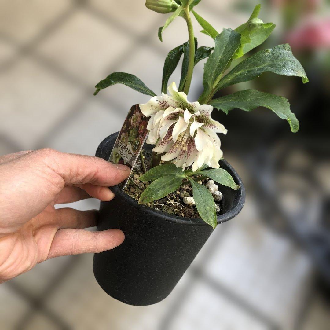 クリスマスローズ 八重 7種セット 豊園芸 花付き現品発送レア品種 お買い得❣️