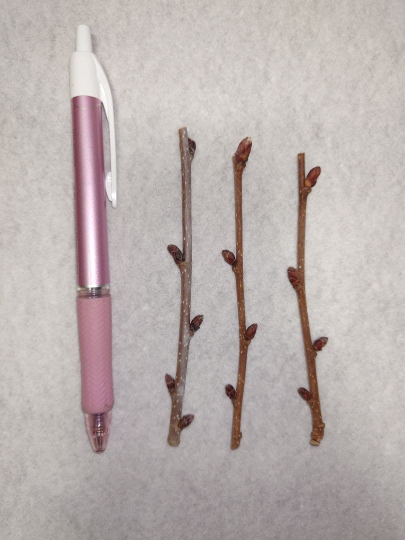 ししまる様　連絡用　ヘーゼルナッツ　穂木