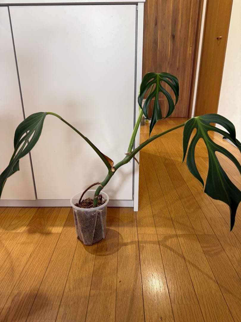 モンステラ　バールマルクス　フレーム