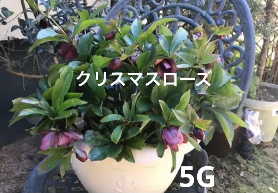 クリスマスローズ　パープル系