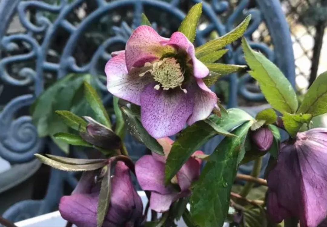 クリスマスローズ　パープル系