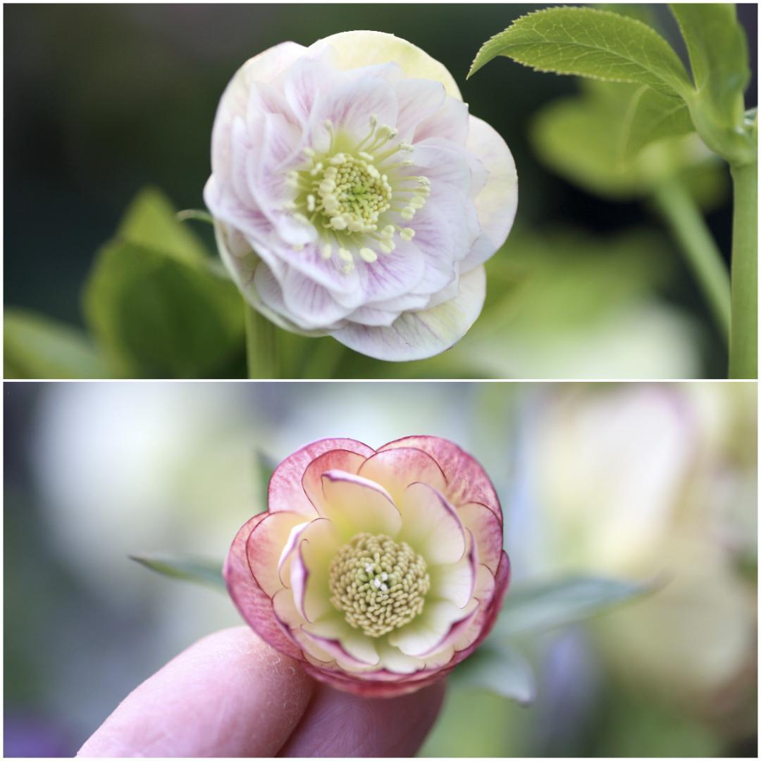 花菜 クリスマスローズ 開花予定株 セット