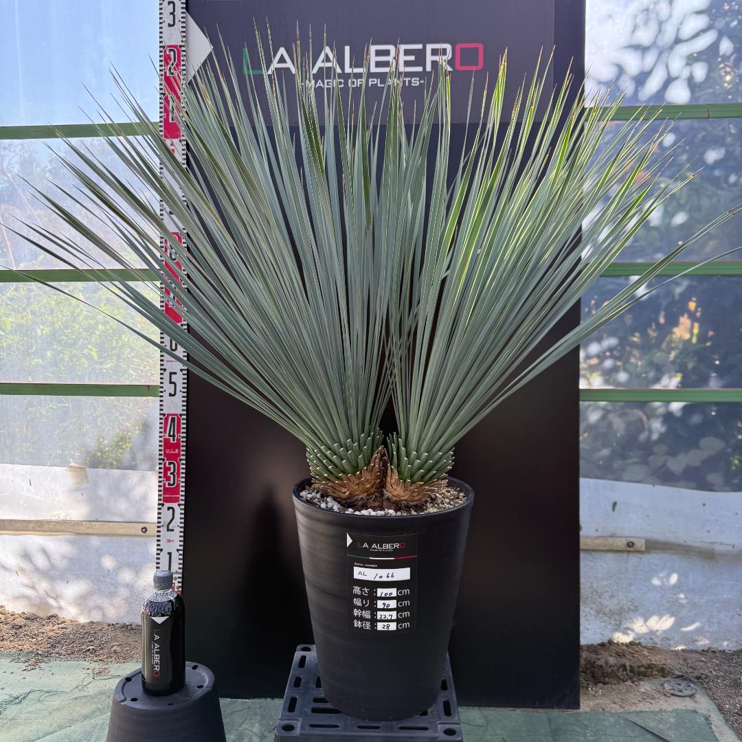 【AL1066】ユッカ　ロストラータ　ランチョブルー　数量限定販売